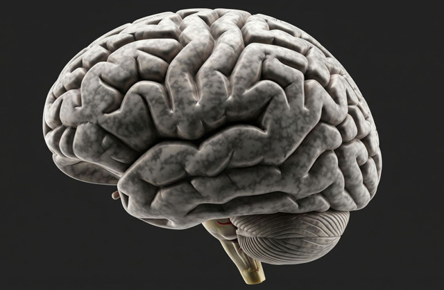 Dilimizin ucunda olan ama hatırlayamadığımız kelimeler: Beyin bu sırada ne yapıyor?