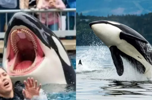 Viral “Jessica Radcliffe” orka videosu: Balina saldırısı gerçek mi, kurgu mu?