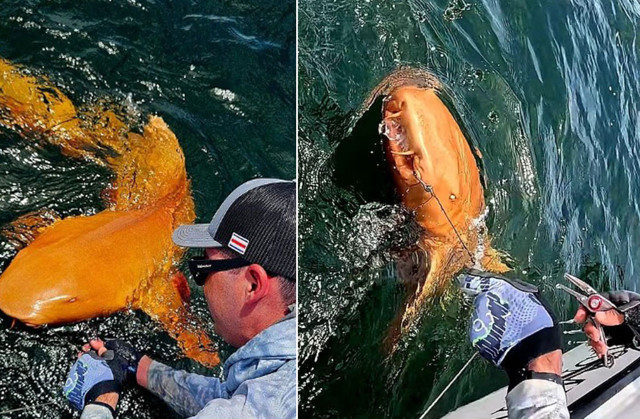 Hem ksantizm hem albinizm: Bilim dünyasını şaşırtan turuncu köpekbalığı