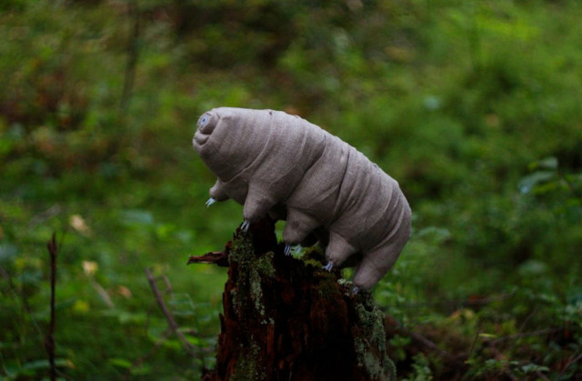 Gerçek süper kahraman: Dünyadaki bu canlıya kurşun bile işlemiyor