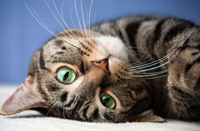 Bir kedi, dünyaca ünlü bilimsel bir makale yazmayı nasıl başardı?