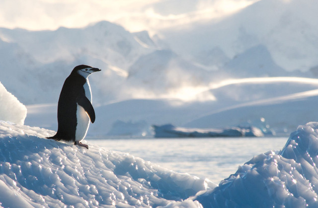 Güney Kutbu’nda devasa kayıp: Onlarca şehri yutacak kadar buz yok oldu