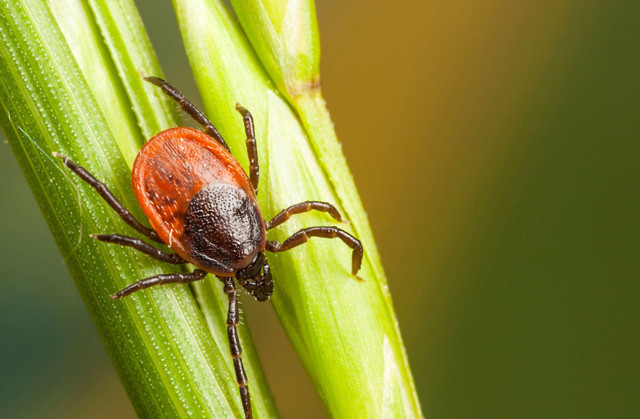 Evdeki gizli tehlike: Kenelerin odalardaki ömrü şaşırttı