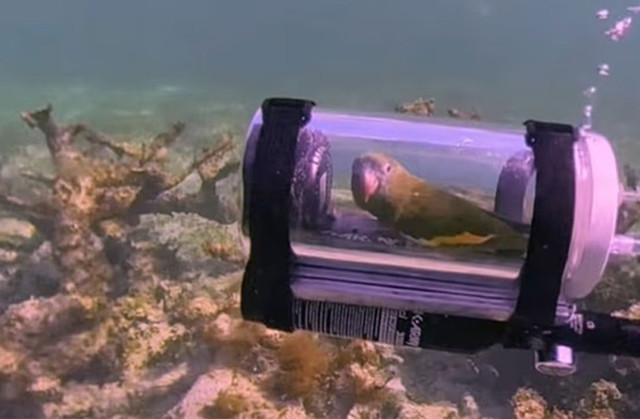 Bebe isimli kuşun su altı macerası internette viral oldu