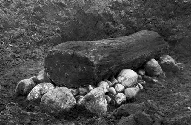 Tarlada bulunan meşe kütüğü, 3.400 yıllık sırrı açığa çıkardı