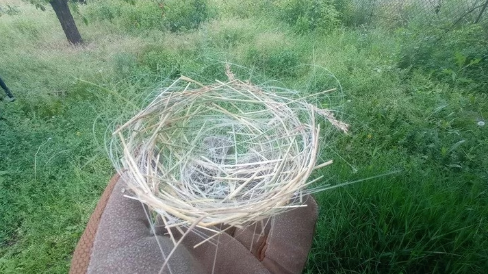 Ukrayna'da kuşlar savaşın fiber kablolarıyla ısınıyor - Resim: 4