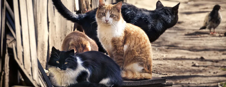 Korkunç yarışma iptal edildi: Çocuklardan istedikleri şeye akıl sır ermiyor...