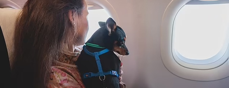 Sevimli köpeğin küçük uçak "kazası" sosyal medyada yeni bir tartışma yarattı