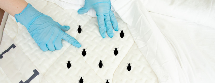 Siz yalnız yattığınızı sansanız da, aslında yatağınızda yalnız değilsiniz