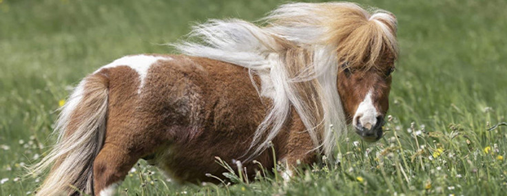 Dünya'nın yaşayan en küçük atı: Boyuna ve ağırlığına inanamayacaksınız