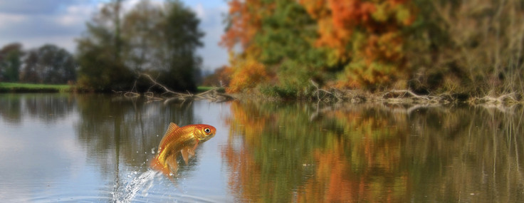Balıkların boyları, neden giderek daha da küçülüyor?