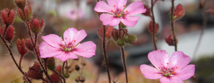 Bilim insanları umudu kesmişti: Yok olduğu sanılan et yiyen bitki bulundu