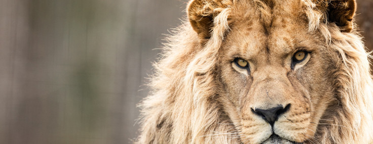 6.000 yıllık mucize: Aslanın çenesinden kurtulan genç adamın inanılmaz hikayesi