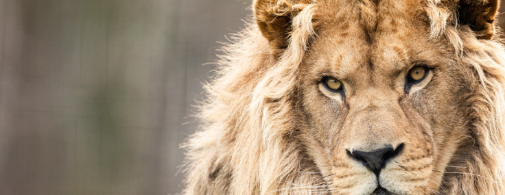 6.000 yıllık mucize: Aslanın çenesinden kurtulan genç adamın inanılmaz hikayesi