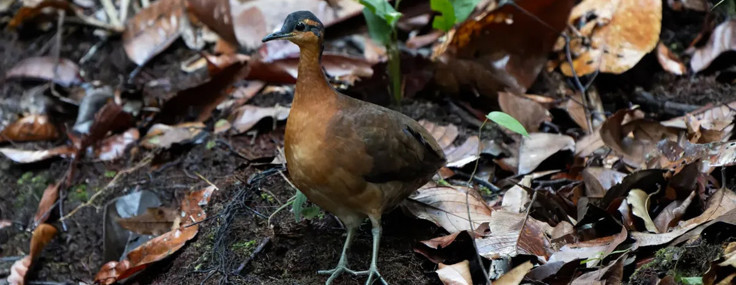 Klonlanmış ses ile ortaya çıktı: 75 yıl sonra gelen bir ilk