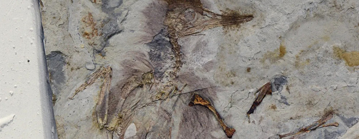 Fosil kayıtlarında bir ilk: Boğazı taşlarla dolu kuşun sırrı ne?