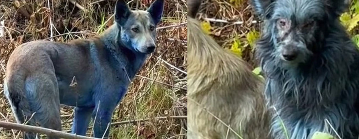Çernobil’in mavi köpekleri: Köpekler neden birden bire maviye dönüştü?