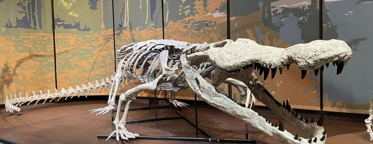 Dinozorların kabusuydu: 10 metrelik dinozor avcısı timsah yeniden "doğdu"