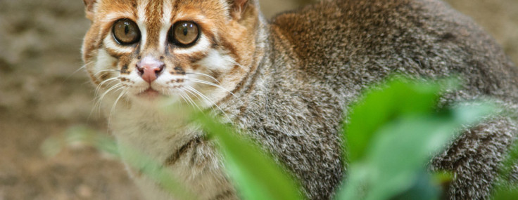 "Muhtemelen yok oldu" deniyordu, 30 yıl sonra ilk kez görüntülendi