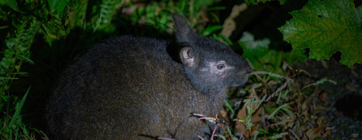 Ormanın derinliklerinde saklanan "yaşayan fosil": 6 milyon yıldır bizimle