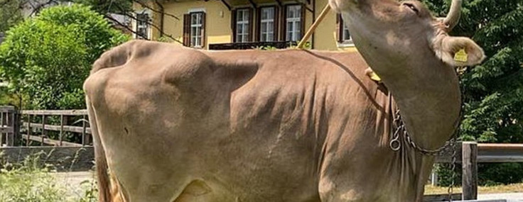 Dünya'nın en zeki ineği: Yaptıklarıyla bilim insanlarını şaşırtıyor