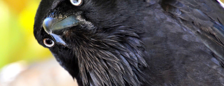 Sadece zeki değiller, kin de tutuyorlar: Bir kargayı düşman edinirseniz ne olur?