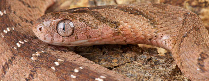 Besin zincirinde ürpertici döngü: Yılanlar neden birbirini yiyor?