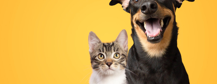 Kediler bizi gerçekten seviyor mu, yoksa sadece ev arkadaşı mıyız?