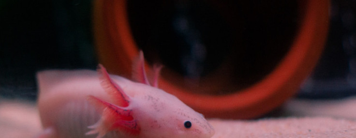 İnsanda uyuyan mucize: Uzuv yenileme yeteneği oksijen engelini aşabilir mi?