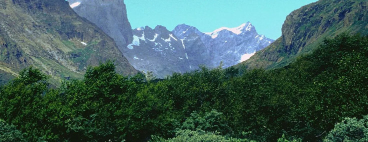 Grönland'ın bin yıllık sırrı: Buzulların ortasındaki gizli orman