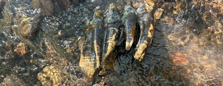 Herkes kaya sandı, son buzul çağından mastodon fosili çıktı