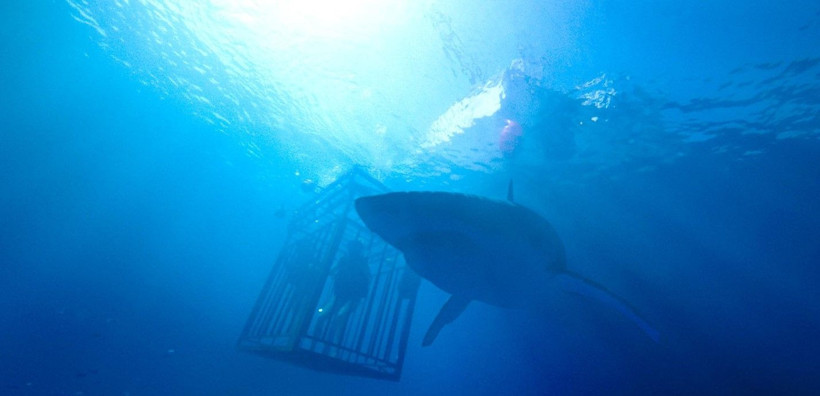 Kesinlikle izlemeniz gereken, hayatta kalma temalı 20 film: Mücadele dolu bir izleme rehberi - Resim: 2