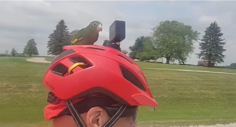 Bebe isimli kuşun su altı macerası internette viral oldu - Resim: 3