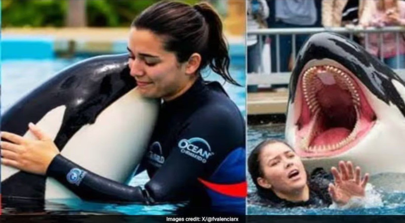 Viral “Jessica Radcliffe” orka videosu: Balina saldırısı gerçek mi, kurgu mu? - Resim: 4