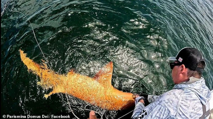 Hem ksantizm hem albinizm: Bilim dünyasını şaşırtan turuncu köpekbalığı - Resim: 3