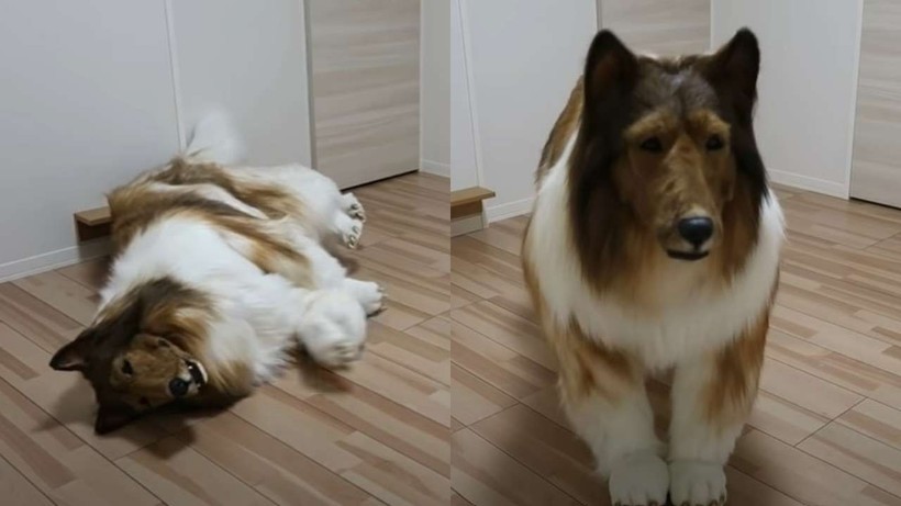 Japon köpek adam videosu viral oldu: Collie gibi görünmek için binlerce dolar harcamış! - Resim: 3