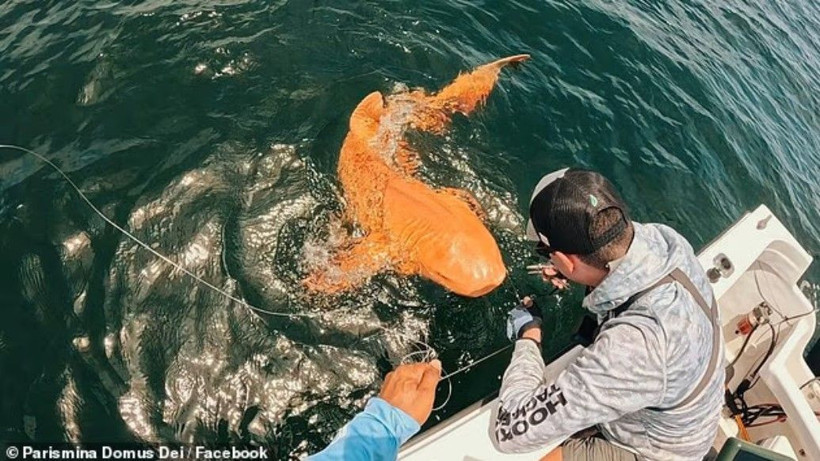Hem ksantizm hem albinizm: Bilim dünyasını şaşırtan turuncu köpekbalığı - Resim: 2