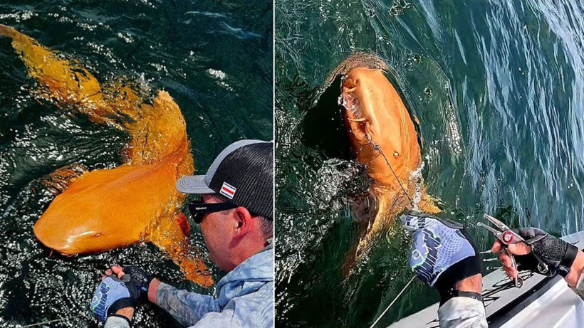 Hem ksantizm hem albinizm: Bilim dünyasını şaşırtan turuncu köpekbalığı - Resim: 1