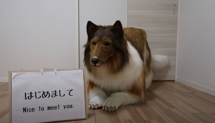 Japon köpek adam videosu viral oldu: Collie gibi görünmek için binlerce dolar harcamış! - Resim: 4