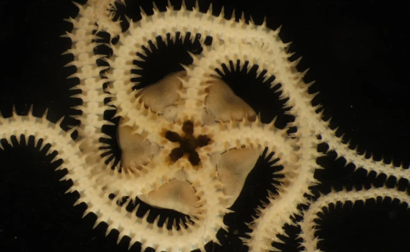 Pasifik’in gizli dünyası tehlikede: Madencilik çalışmaları ekosistemi sildi geçti - Resim: 1