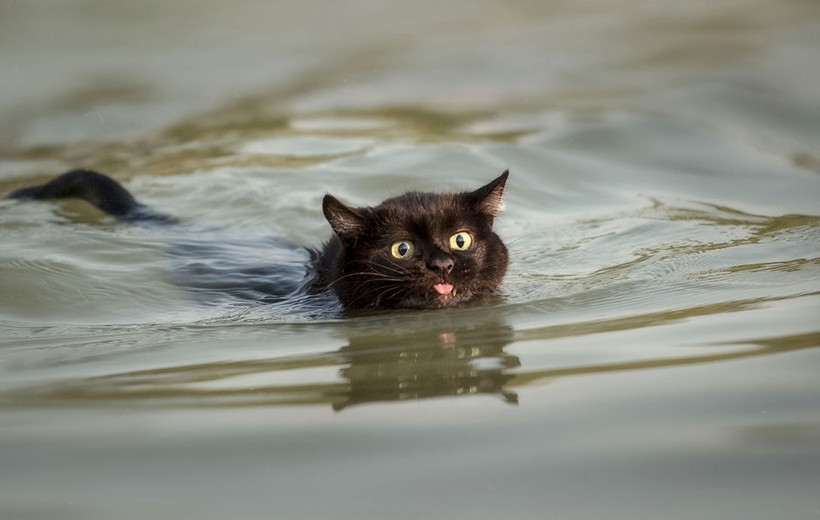 Kediler, suyla temas etmekten neden hoşlanmıyor? - Resim: 3