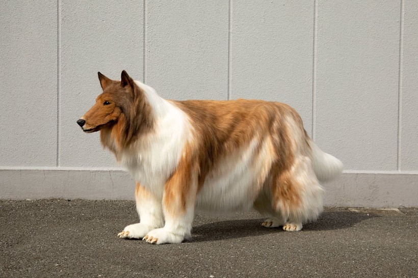 Japon köpek adam videosu viral oldu: Collie gibi görünmek için binlerce dolar harcamış! - Resim: 2