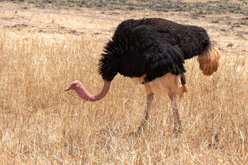 85 yıllık sessizlik bozuldu: Dev ayak sesleri çöle geri dönüyor - Resim: 1