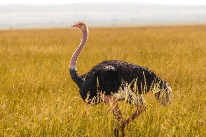 85 yıllık sessizlik bozuldu: Dev ayak sesleri çöle geri dönüyor - Resim: 3