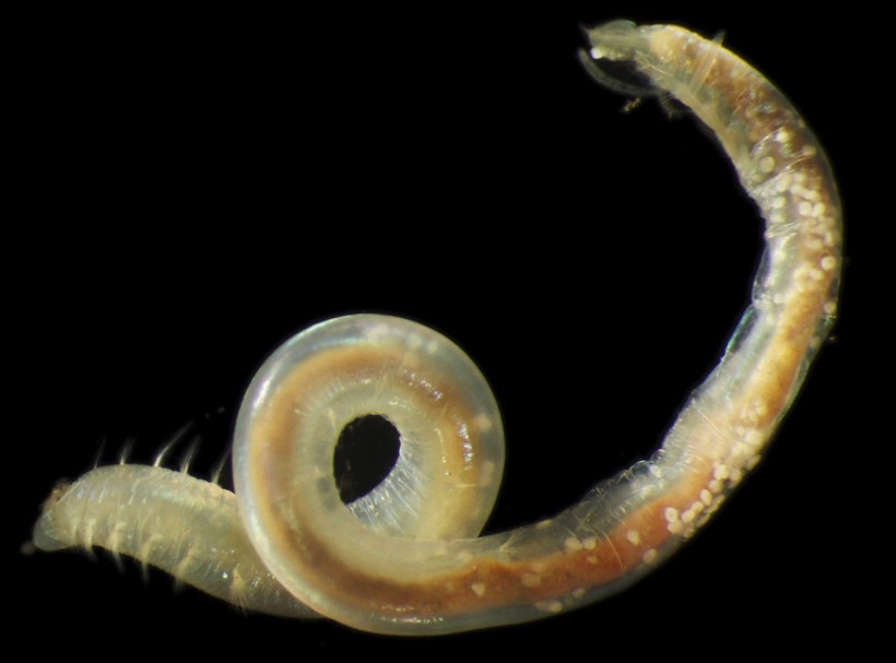 Pasifik’in gizli dünyası tehlikede: Madencilik çalışmaları ekosistemi sildi geçti - Resim: 3