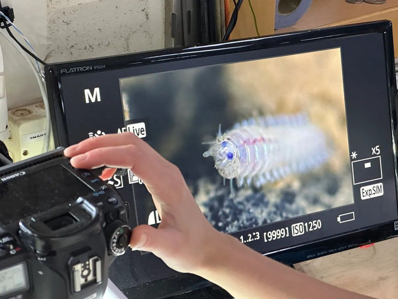 Pasifik’in gizli dünyası tehlikede: Madencilik çalışmaları ekosistemi sildi geçti - Resim: 2