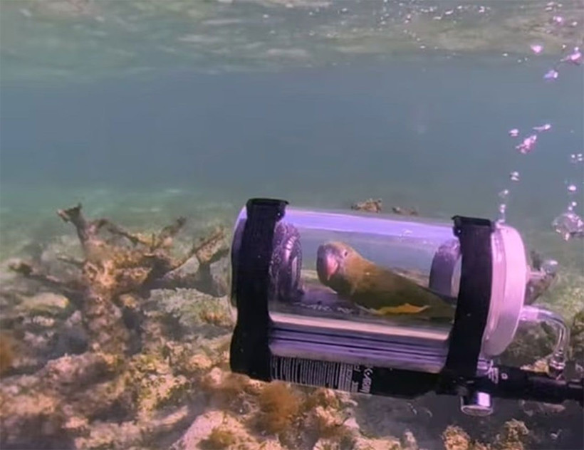 Bebe isimli kuşun su altı macerası internette viral oldu - Resim: 1