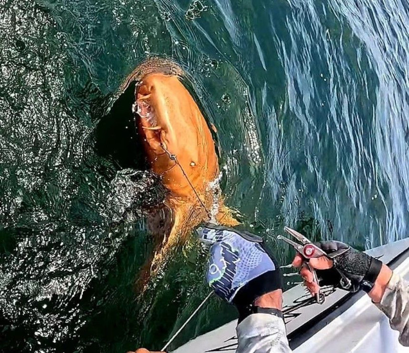 Hem ksantizm hem albinizm: Bilim dünyasını şaşırtan turuncu köpekbalığı - Resim: 4