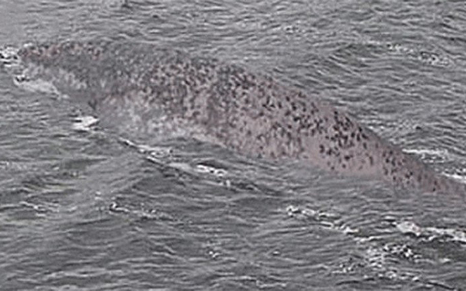 İnternette Yayılan Yeni Loch Ness Canavarı da Photoshop Hilesi Çıktı