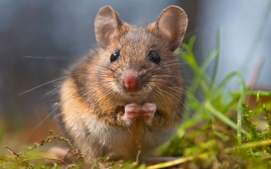 Uçaktaki kaçak "yolcu" ile gelen büyük tehlike